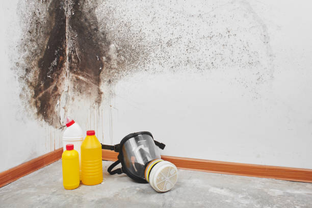 Best Insurance-Related Mold Remediation in Bad Axe, MI
