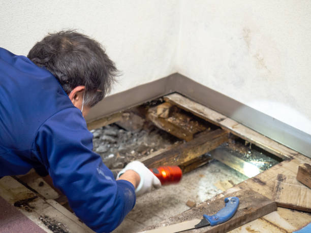 Best Mold Remediation for Specific Building Types in Bad Axe, MI