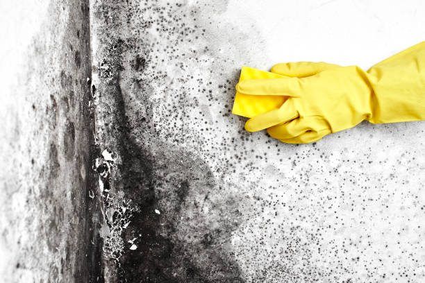 Best Black Mold Remediation in Bad Axe, MI