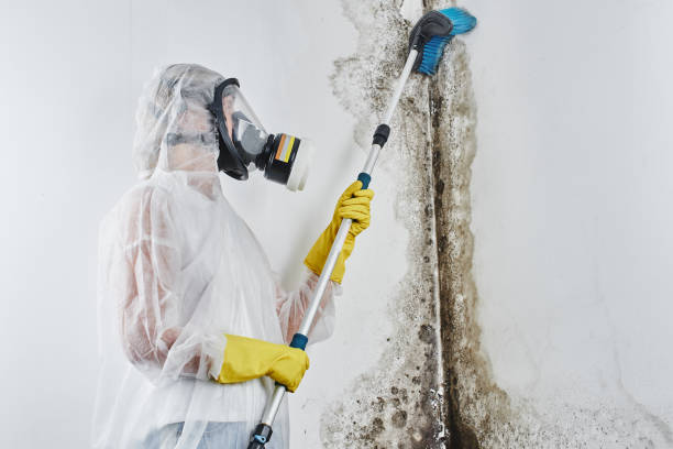 Best Bathroom Mold Remediation in Bad Axe, MI