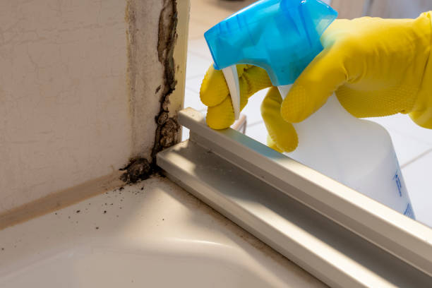 Best Health and Safety Mold Remediation in Bad Axe, MI