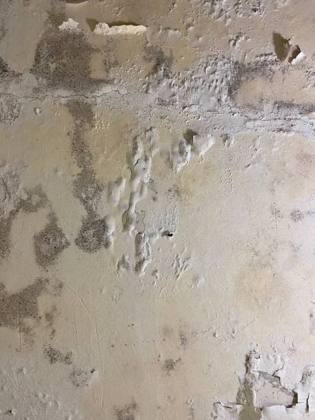 Best Black Mold Remediation in Bad Axe, MI