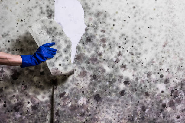 Best Mold Remediation for Schools in Bad Axe, MI
