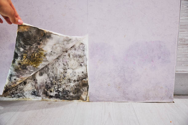 Best Health and Safety Mold Remediation in Bad Axe, MI